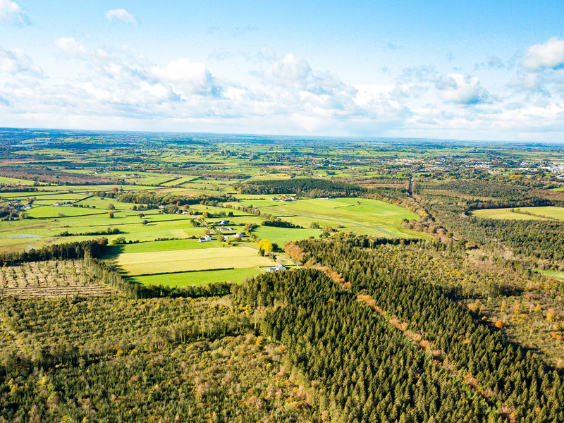 KBI Global Investors helps get trees planted in Ireland - Pensions & Investments